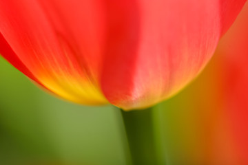 Allphotokz Tulips 20070414 4866 20D