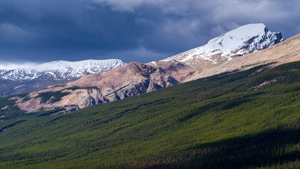 Trees with mountain range in the background, Icefield Parkway, Alberta, Canada