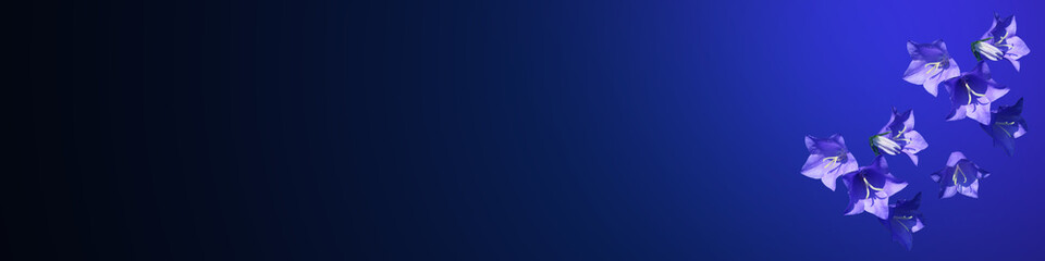 Classic blue gradient background banner with isolated blossom of blue bellflower (Campanula persicifolia) 