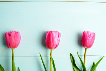 Top view of three small vivid pink tulip flowers and green leaves on a light blue painted wooden table, beautiful indoor floral background photographed with small focus