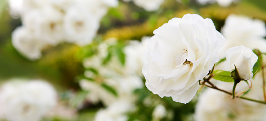 Lovely blooming white rose isolated on green garden background.