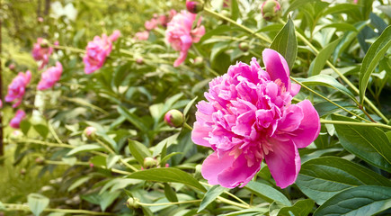 Fototapeta na wymiar Beautiful pink peonies in the garden.