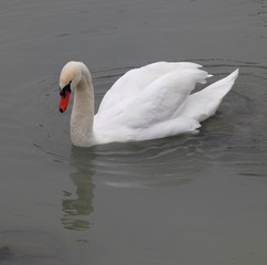 Fototapeta premium Stolzer Schwan