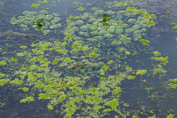 Green river algae on surface of water