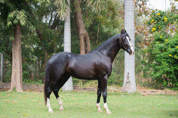  black Marwari stallion poseing in garden. India