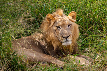 lion lying in the grass
