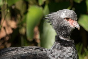 Crested Screamer