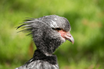 Crested Screamer