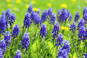 Blue muscari flowers (Grape Hyacinth) in the garden, first purple spring flowers, little hyocinths in the field, spring floral background, soft focus