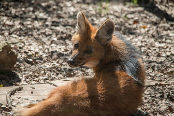 Maned Wolf