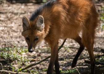 Maned Wolf