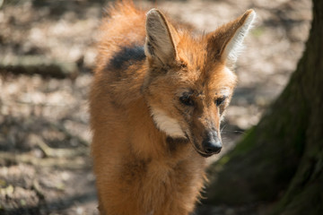 Maned Wolf