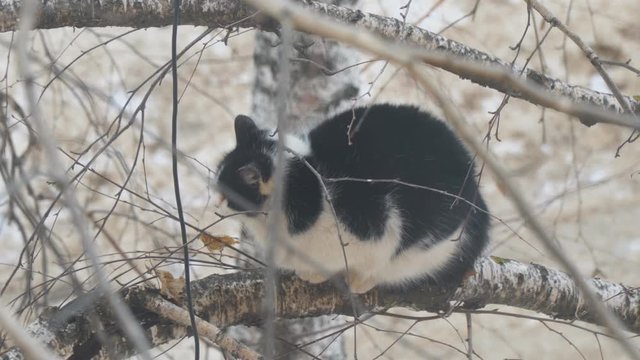 Black and white cat sitting on a birch branch