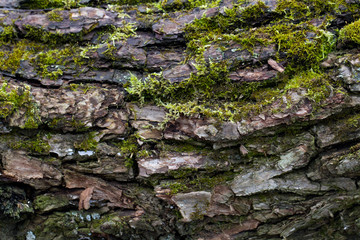 Wood textured background with green moss