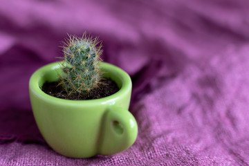 One process of a perennial cactus Mammillaria Prolifera in a small decorative green mug on a purple napkin. Mammillaria usually produces a huge number of shoots.