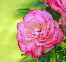Pink rose as a natural and holiday background. Rose isolated on green.