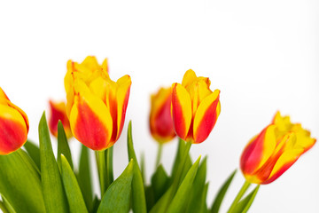 Tulips on a white background isolate