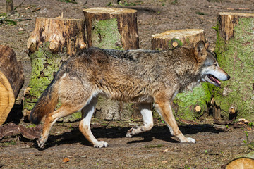 Wolf