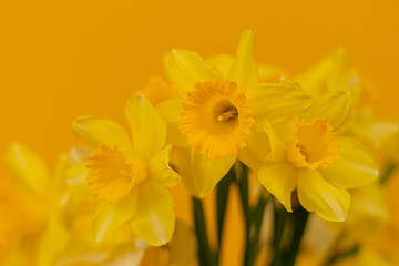 Daffodils on a yellow background