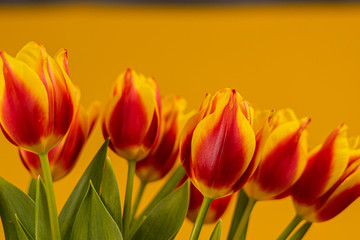 Tulips on a yellow background