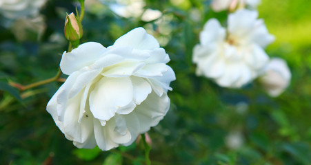 Obraz premium White rose isolated on green. Nature background.