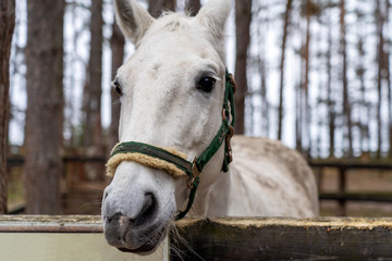 A white horse peeks out from behind a wooden fence near the trees. An animal with a bridle in the forest on the street in the corral. Horse head close-up.