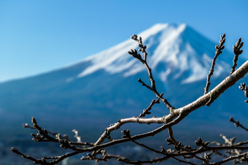 A few tree branches with flower buds on, disturbing a clear, distant view on Mt Fuji in Japan on a clear, wintery day. The top parts of the volcano are covered with a layer of snow. Holly mountain