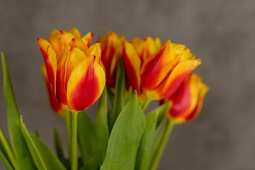 Tulips on a gray background