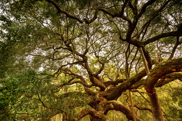  Angel Oak is a Southern live oak located in Angel Oak Park on Johns Island near Charleston, South...