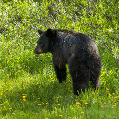 Black Bear walking in a forest, Icefield Parkway, Alberta, Canada