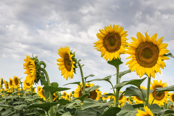 Sunflowers at the field against a blue sky with a clouds in summer