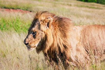 Fototapeta na wymiar lion looking in the grass