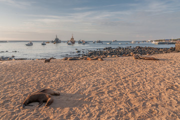 Sealion on the beach in San Cristobal Galapagos