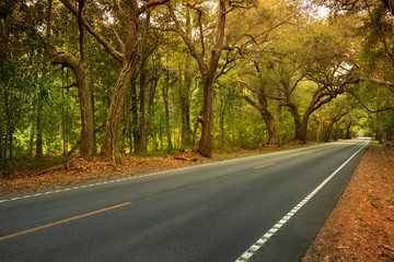 Live oaks and Spanish moss overhang the Ashley River road near Charleston South Carolina USA