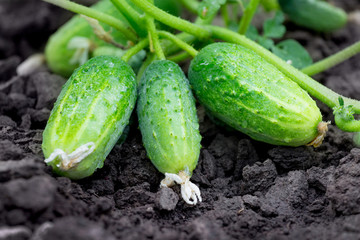 Obraz premium Green ripe cucumbers on the bed. Growing cucumbers_