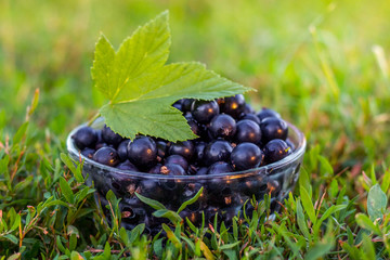 Black currant berries in a glass cup in the garden on the grass_