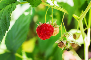 Red raspberry berry on the bushes in sunny weather_