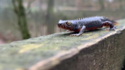 walking Apline newt on wooden beam