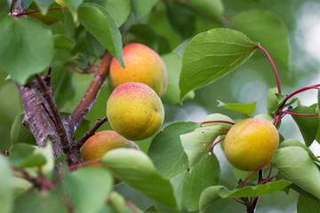 Apricot fruits on the tree. Growing apricots_
