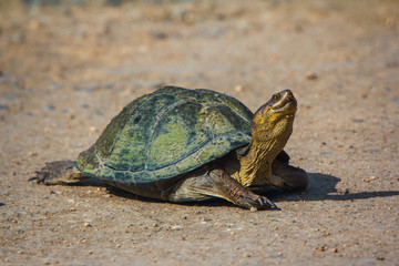 turtle in the ground