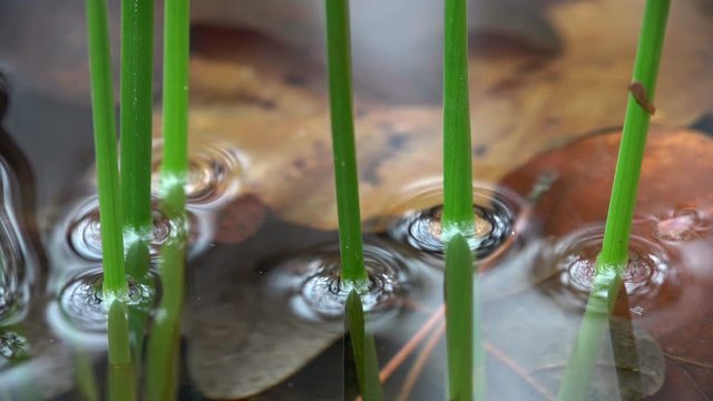 Binsenstengel im Waldt&uuml;mpel, Juncus