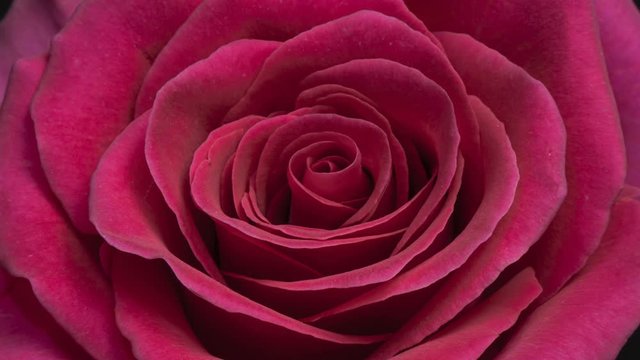 Beautiful Rose Flower background. Blooming rose flower open, time lapse, close-up. Wedding backdrop, Valentine's Day concept. Bouquet on black backdrop, closeup.