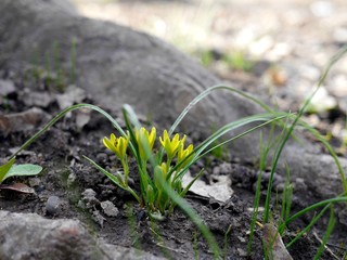 Small yellow flowers growing in a forest in early spring.