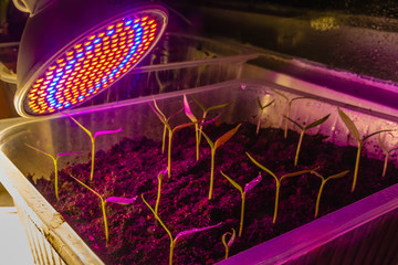 Red illumination of plants to accelerate growth. Replacing sunlight in the house when growing vegetables for the garden.