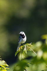 White wagtail sitting on a branch in spring (may). Western Beskids, near Litmanova, Slovakia.