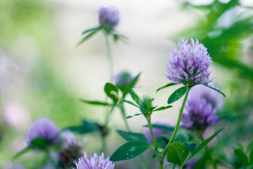 Texture of grass and purple flowers of clover. Horizontal