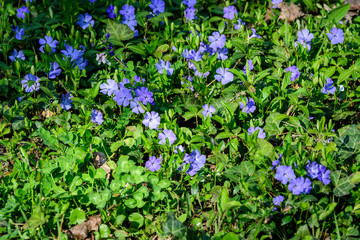 Close up of many blue flower of periwinkle or myrtle herb (Vinca minor) in a sunny spring garden, beautiful outdoor floral background