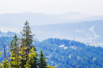Green spruce on a background of blue mountains, Carpathian mountains_