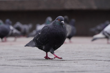 One pigeon looks intently at the camera against the background of the city of blurred. The dove looks towards the camera.