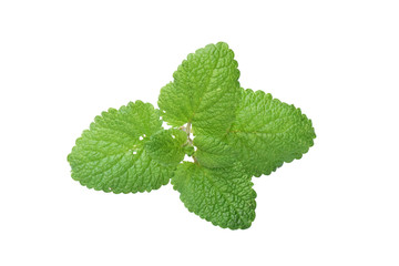 Bunch of  green lemon balm leaf isolated on white background. This has clipping path.
